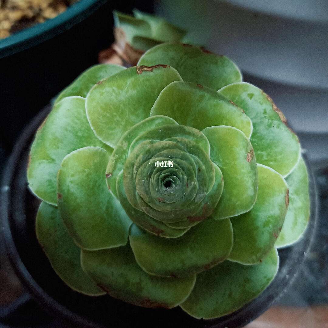 包含马拉加玫瑰夺冠看好，受欢迎程度飙升的词条